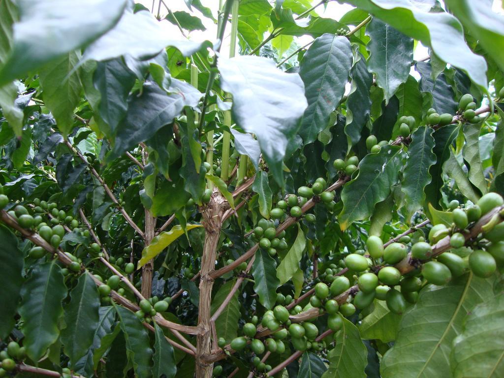 Taroko Sialin Coffee Farm Homestay Xiulin Exterior foto