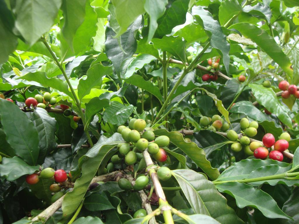 Taroko Sialin Coffee Farm Homestay Xiulin Exterior foto